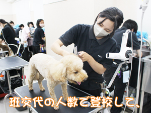 夏休みもトリミング実習♪